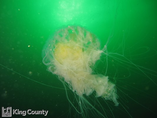 Photo of Phacellophora camtschatica